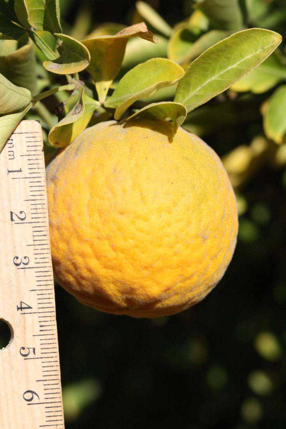            Fruit (Riverside, CA)   